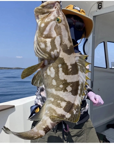 クエの釣果