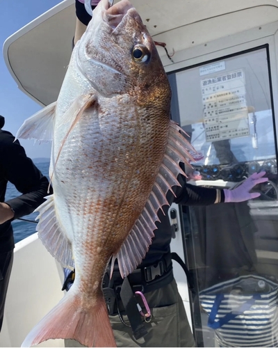 マダイの釣果