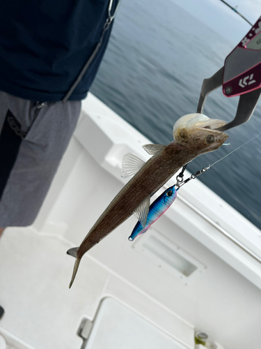 エソの釣果