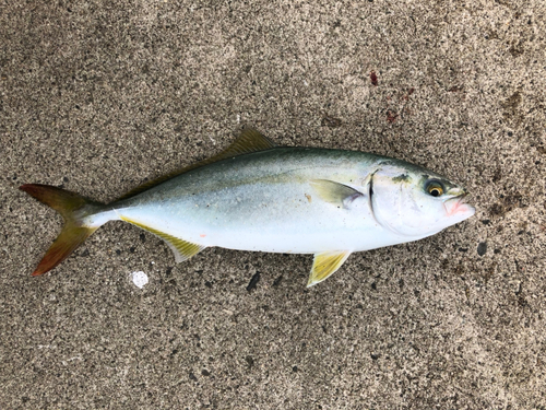 ワカシの釣果