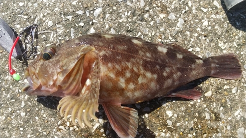 カサゴの釣果