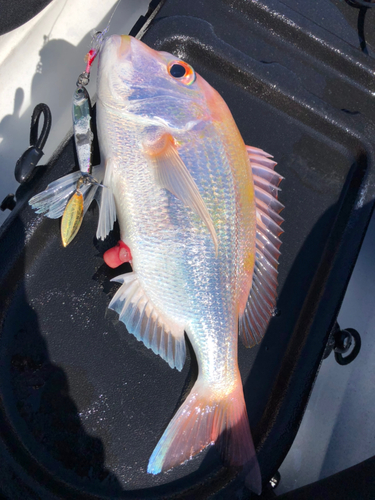 レンコダイの釣果