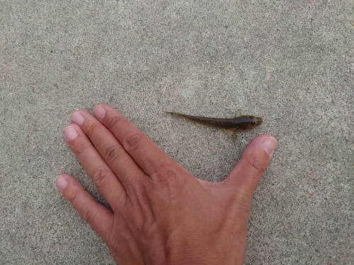 マハゼの釣果