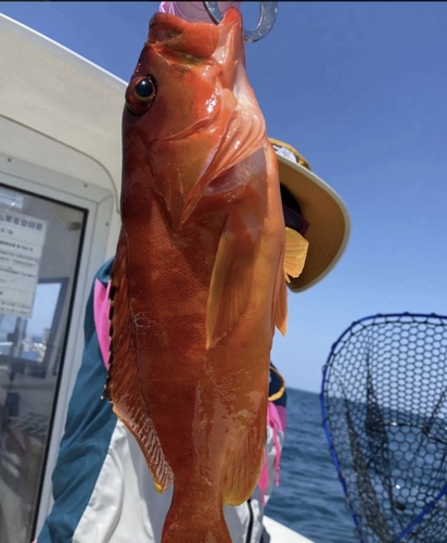 アカハタの釣果