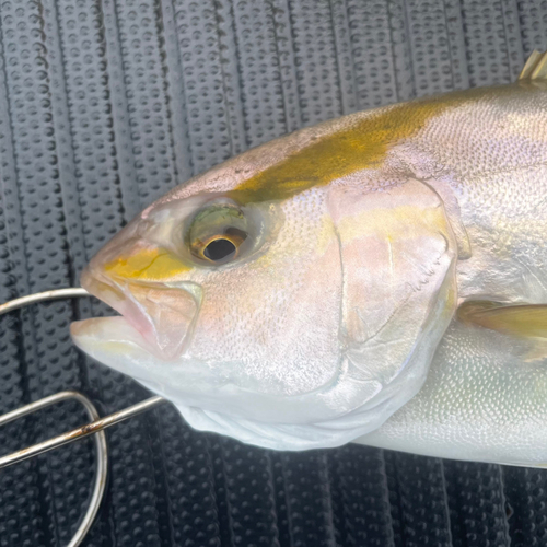 ショゴの釣果