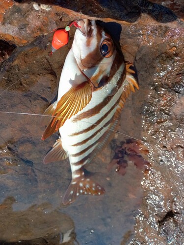 タカノハダイの釣果