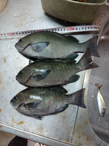 クチブトグレの釣果