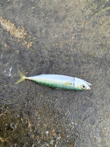 サバの釣果