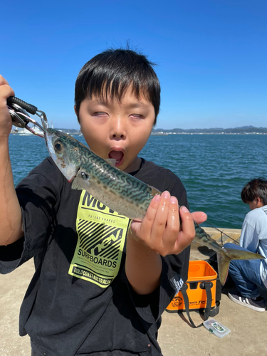 サバの釣果