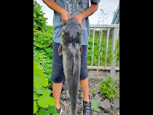 アメリカナマズの釣果