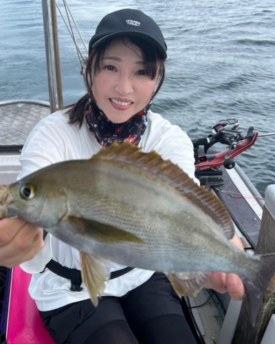 イサキの釣果