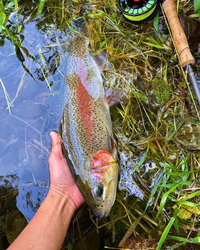 ニジマスの釣果