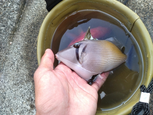 モンガラカワハギの釣果