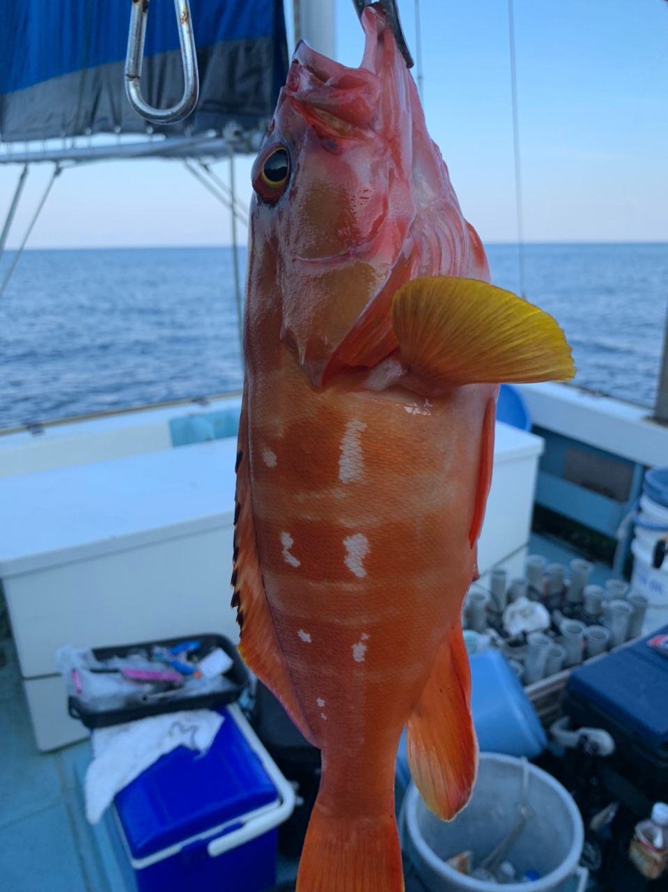 かみーゆさんの釣果 1枚目の画像