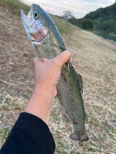 ニジマスの釣果