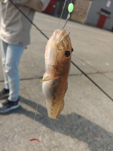 ハゼの釣果