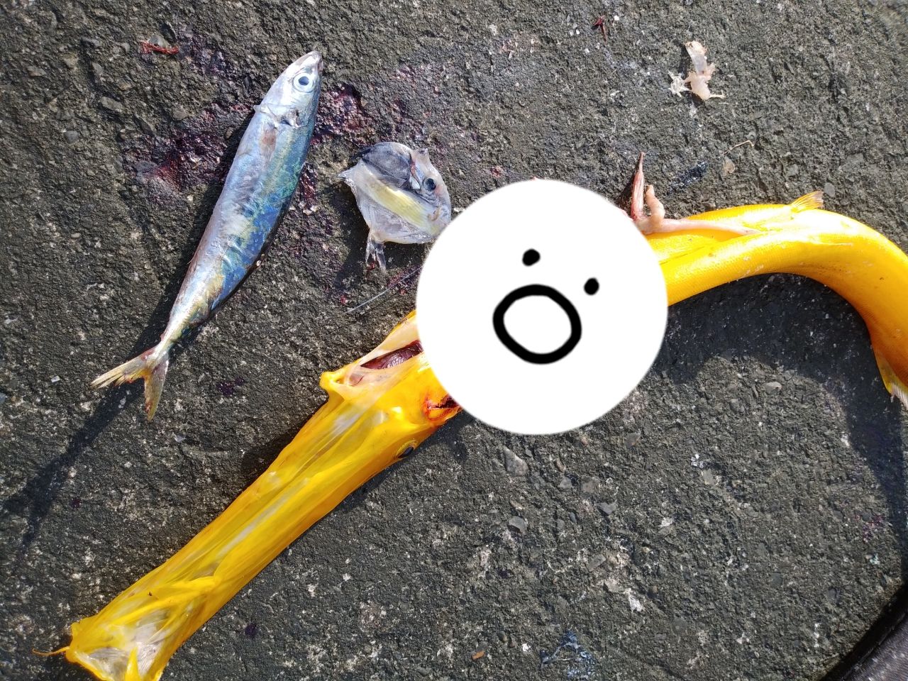 ヘラヤガラ