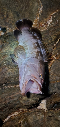 クエの釣果