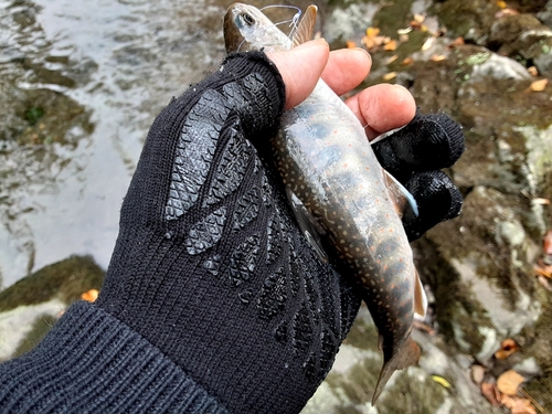 オショロコマの釣果