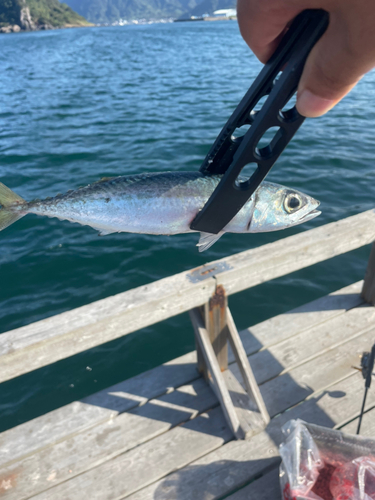 サバの釣果