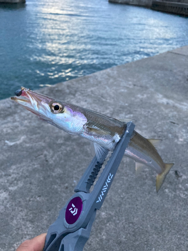 カマスの釣果