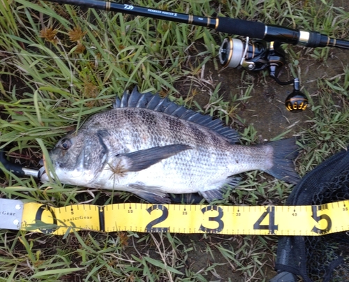 クロダイの釣果