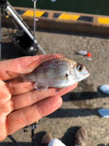 タイの釣果