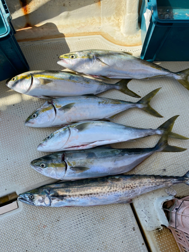 メジロの釣果