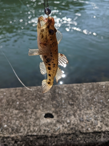 コチの釣果