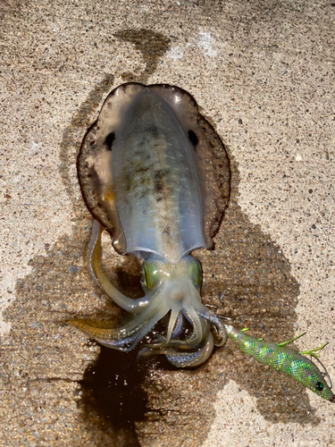 アオリイカの釣果