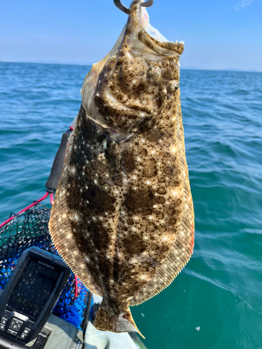 ヒラメの釣果