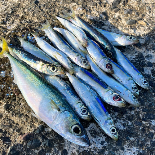 ウルメイワシの釣果