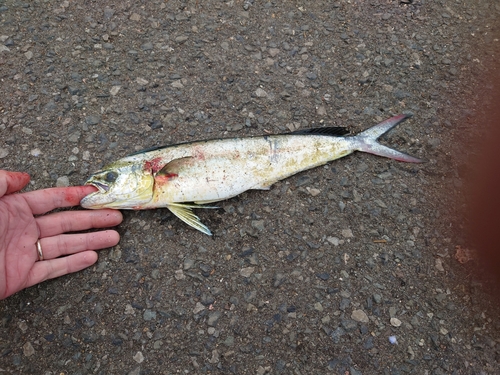 シイラの釣果