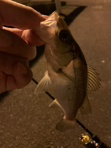 セイゴ（マルスズキ）の釣果