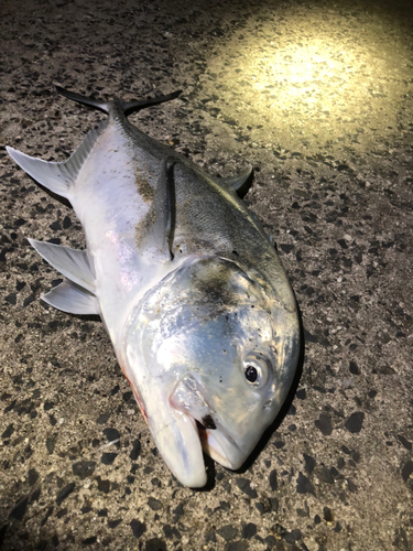 ロウニンアジの釣果