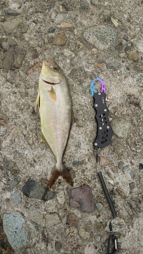 ショゴの釣果