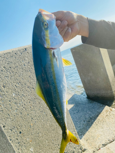 フクラギの釣果