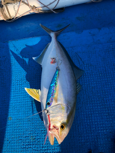 ネリゴの釣果