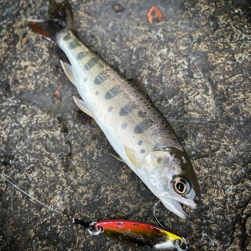 ヤマメの釣果