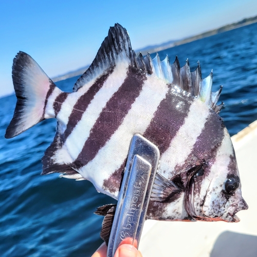 シマダイの釣果