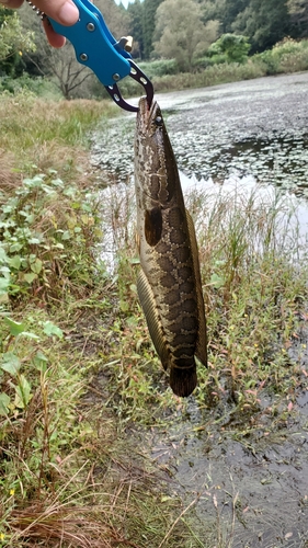 ライギョの釣果