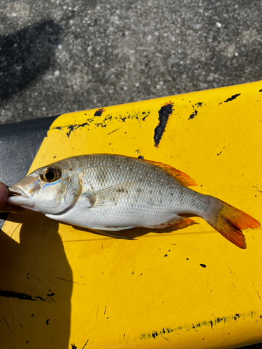 タマンの釣果