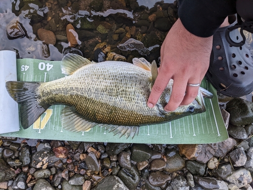 ブラックバスの釣果