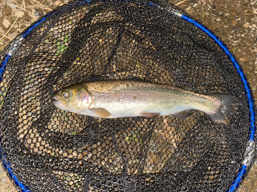 ニジマスの釣果