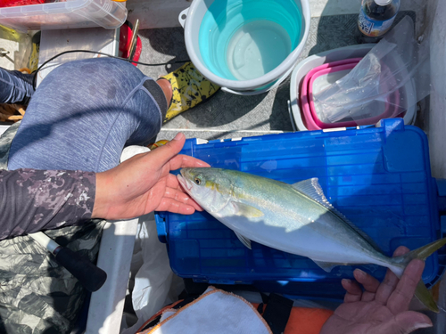 ワカシの釣果