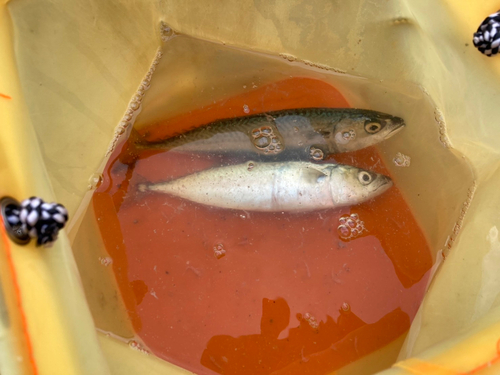 サバの釣果