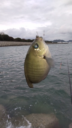 グレの釣果