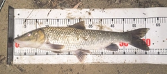 ニゴイの釣果