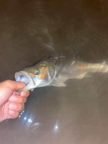 セイゴ（マルスズキ）の釣果