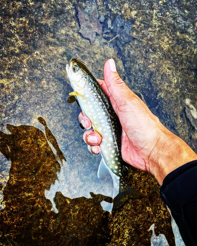 アメマスの釣果